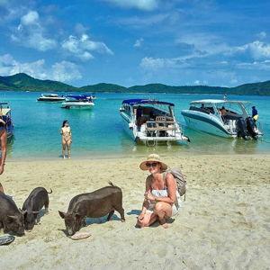 Pig Island Thailand