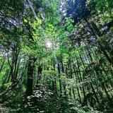 Hoyt Arboretum