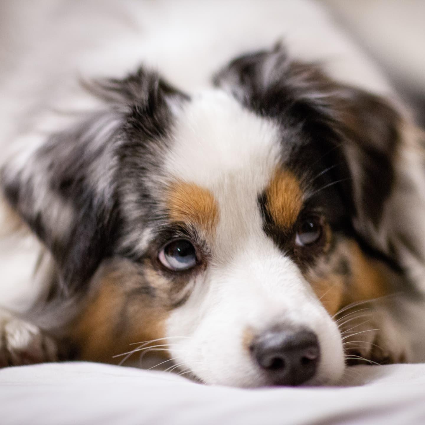 Our baby boy Comet.