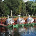 The Swan Boats at the Boston Public Garden