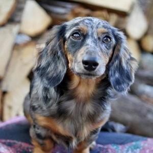 Puppy Fund