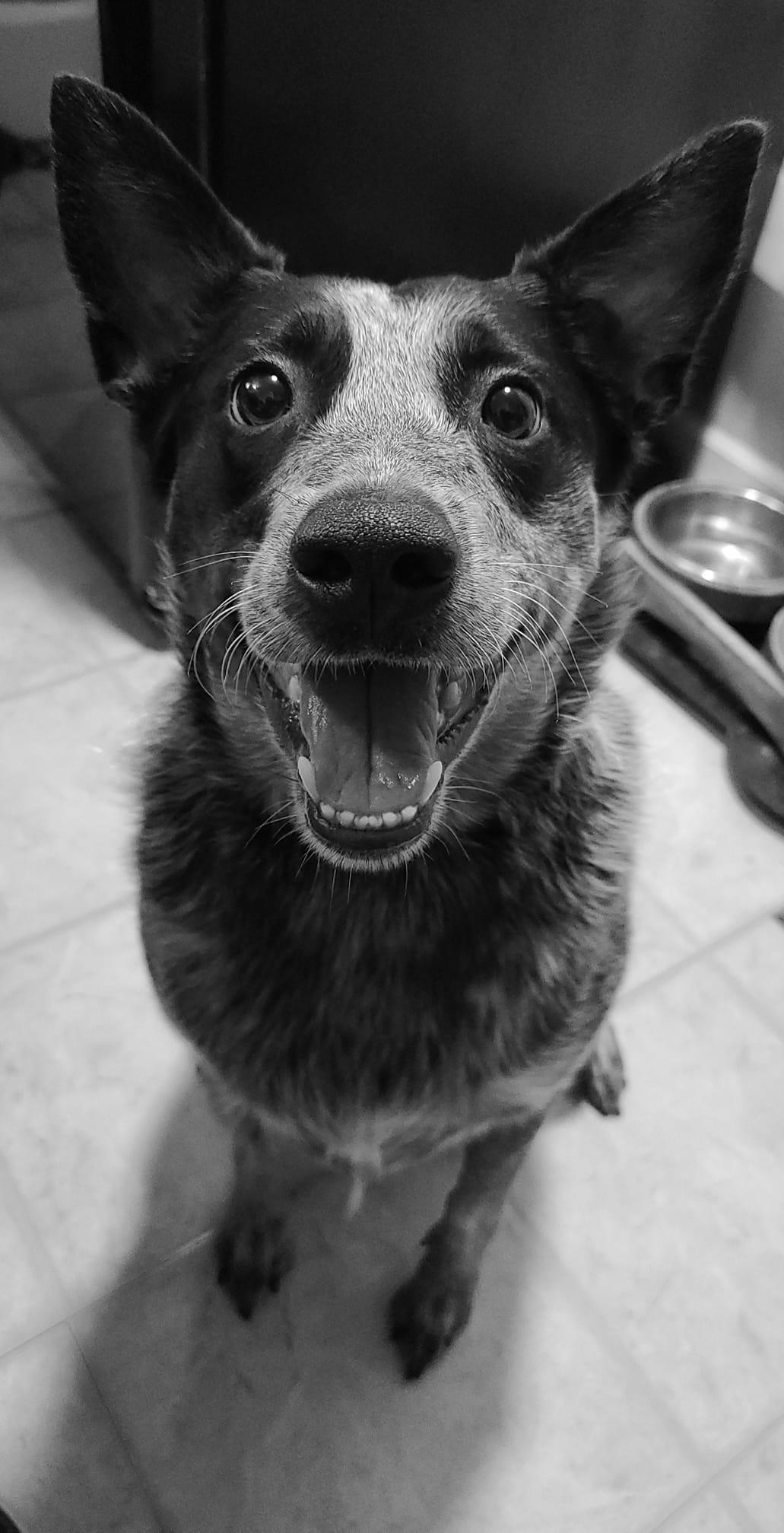 The Wedding Website of Dana Mcnitt and Ryan Frost