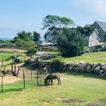 1661 Farm and Gardens