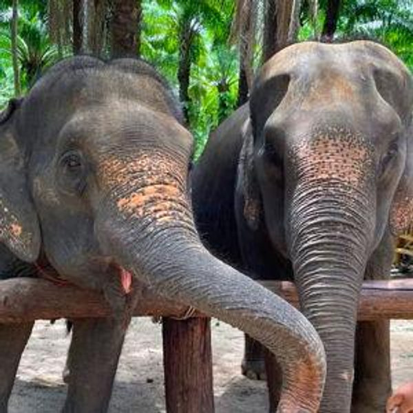 Elephant Sanctuary on Honeymoon