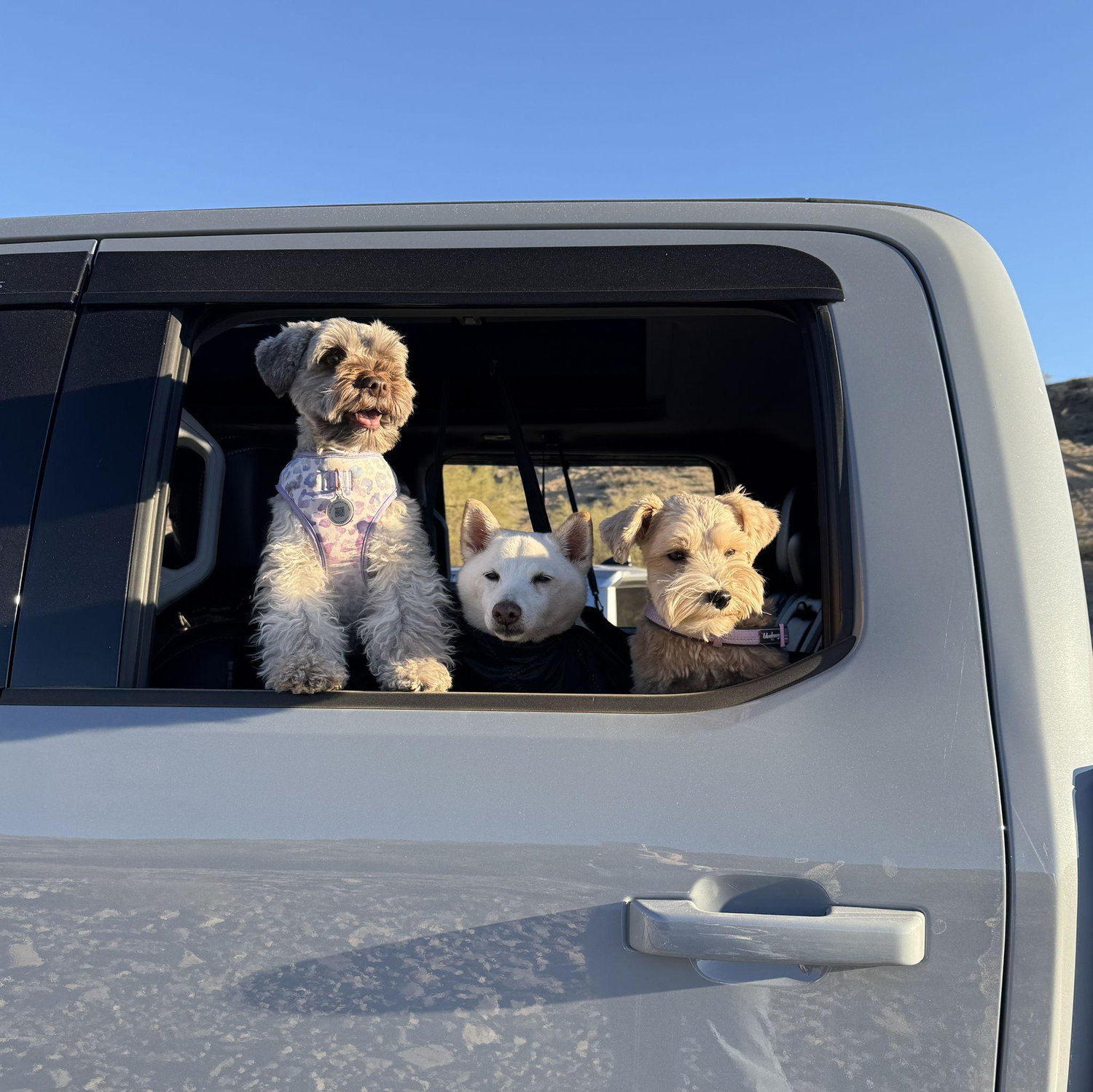 Our furbabies