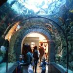 The Dallas World Aquarium