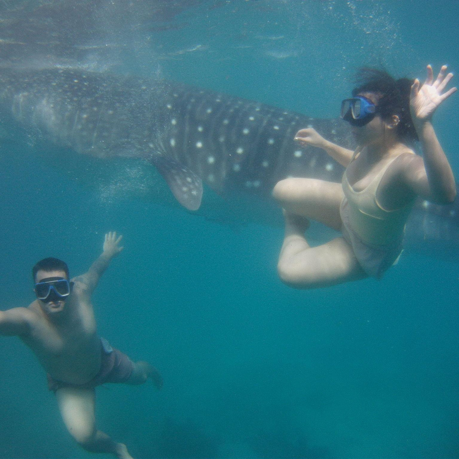 Dec 23' - Swimming with whale sharks in Oslob, Philippines