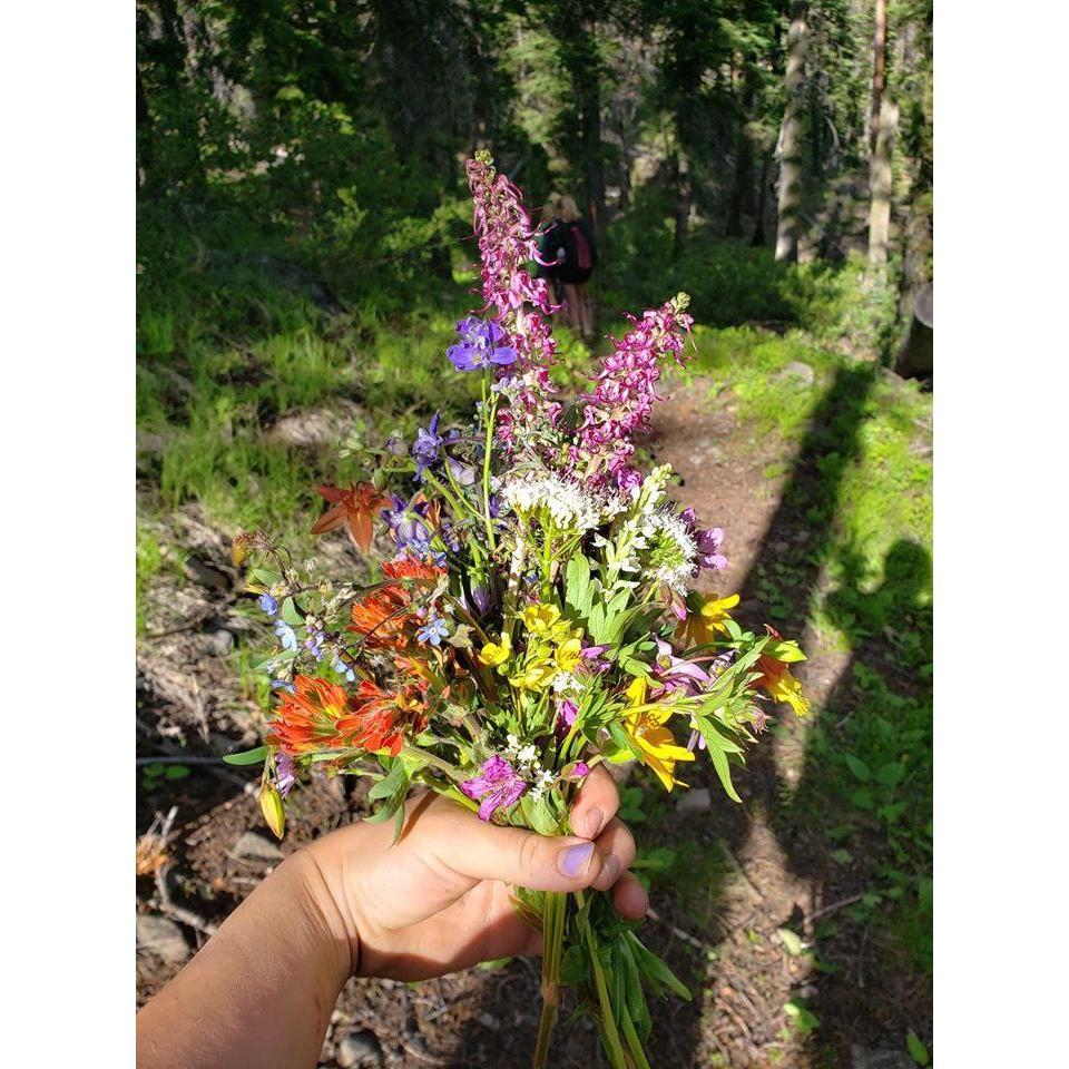 Wildflowers from our 7 mile hike with 12 kids