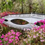 Magnolia Plantation and Gardens