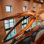 North Carolina Museum of Natural Sciences