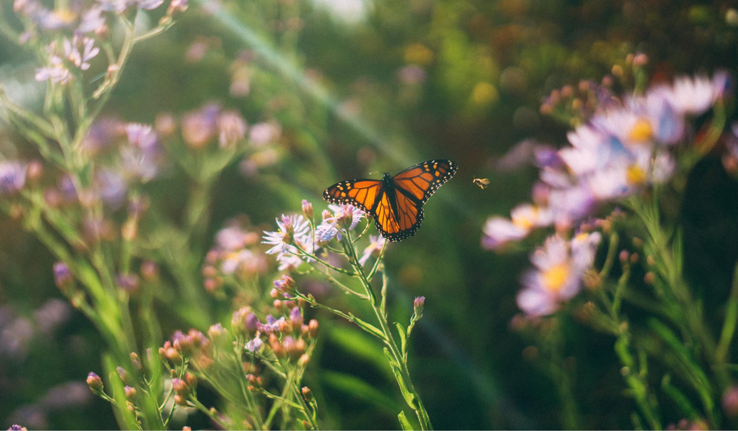 The Wedding Website of Henry Luhrs and Anastasia Lombardo