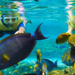 Rainbow Reef Snorkling