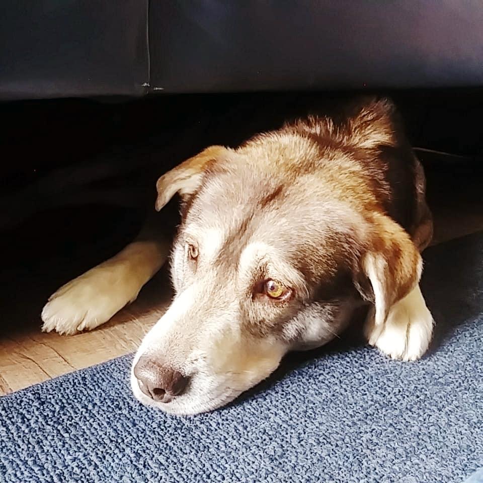 Rescued Geyser April 2019