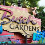 Busch Gardens Tampa Bay