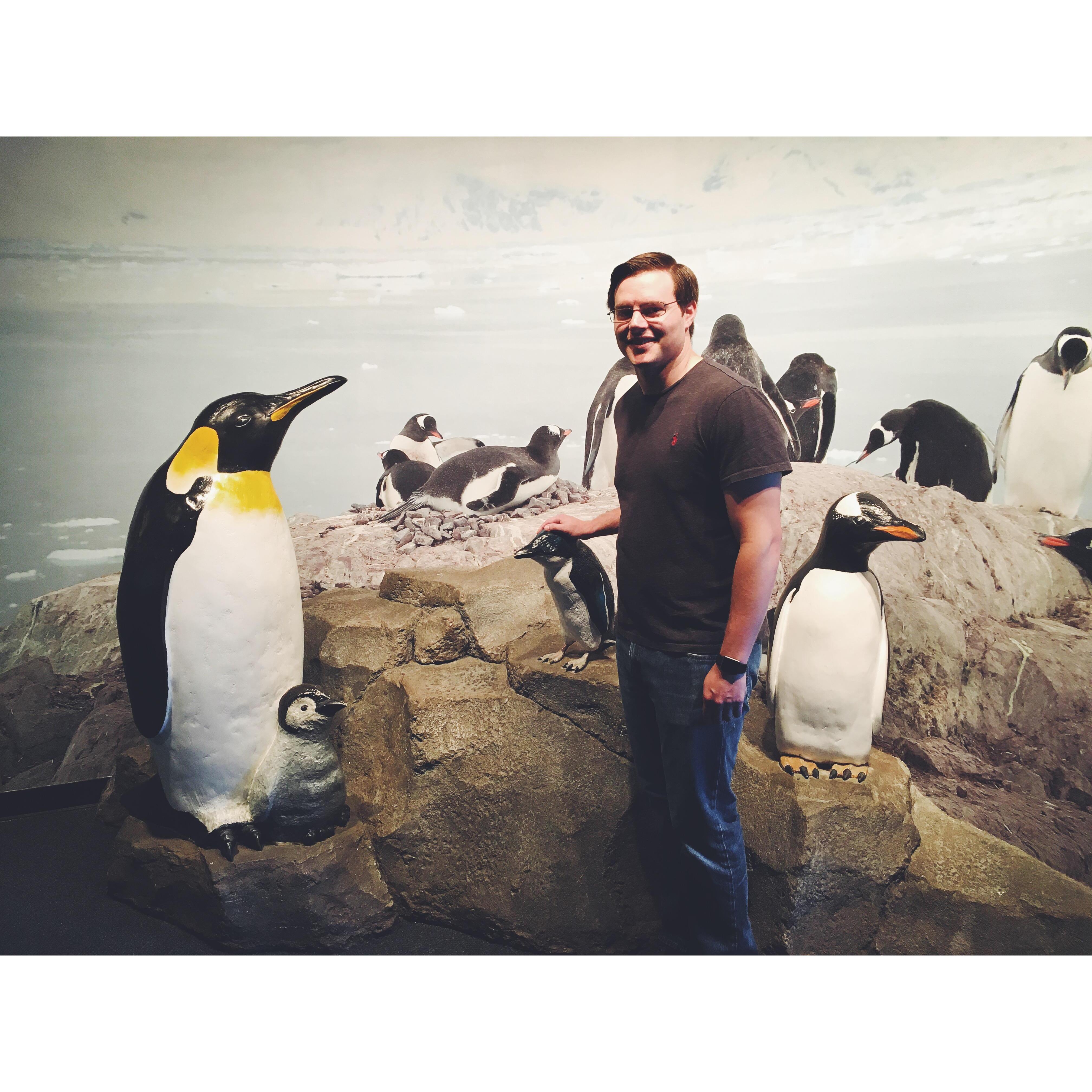 Visiting the penguins at the Chattanooga Aquarium