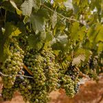 Hilo Negro Viñedos y Bodega