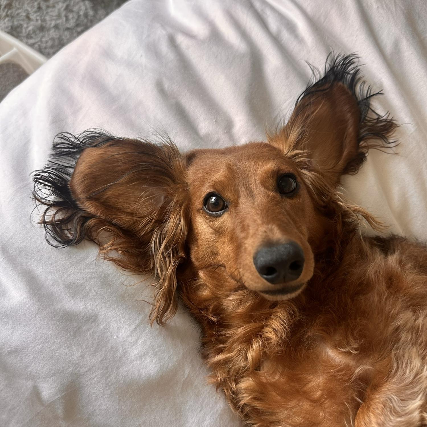 Ollie being Ollie