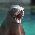 Mystic Aquarium
