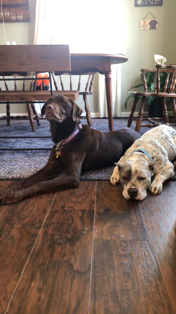 Our girls - Jade & Harley