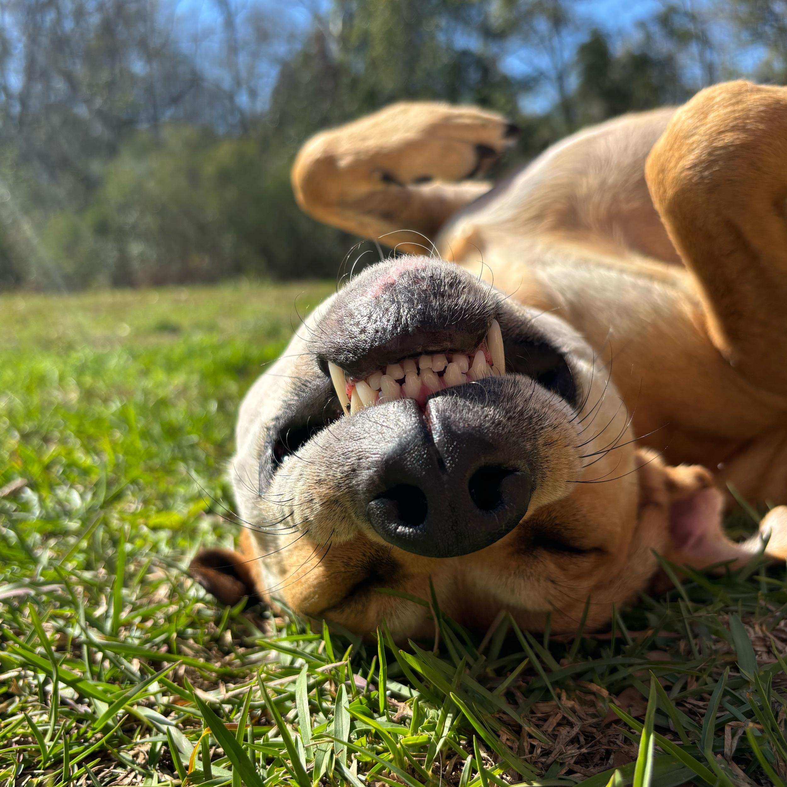 Pet Hotel For Our Honeymoon