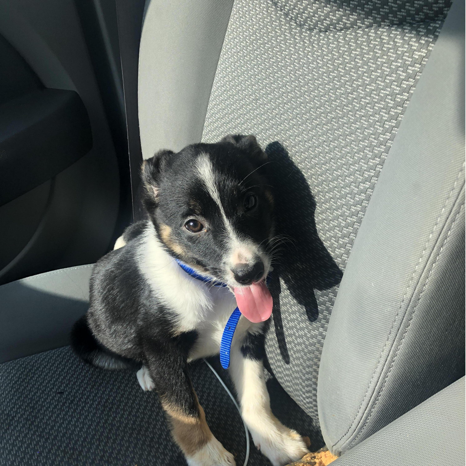June 4th, 2019
Kimberly adopted June, a short haired miniature border collie/Australian cattle dog. Joey eventually adopts her making us one big family!
