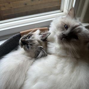 Honeymoon Cat Sitter Fund
