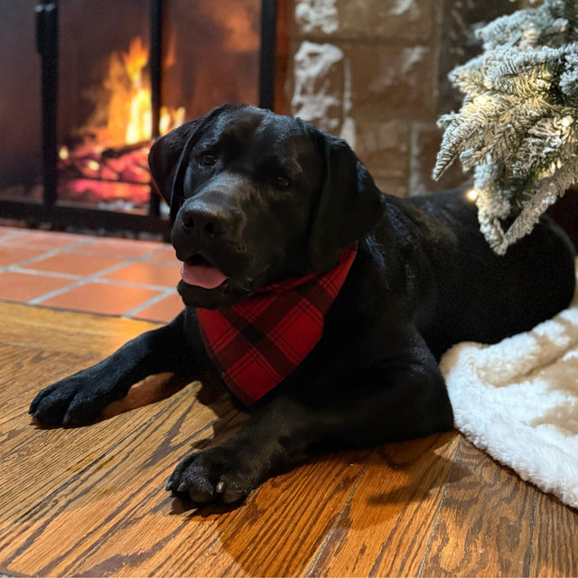 Rookie’s “Good Boy” Fund🐾