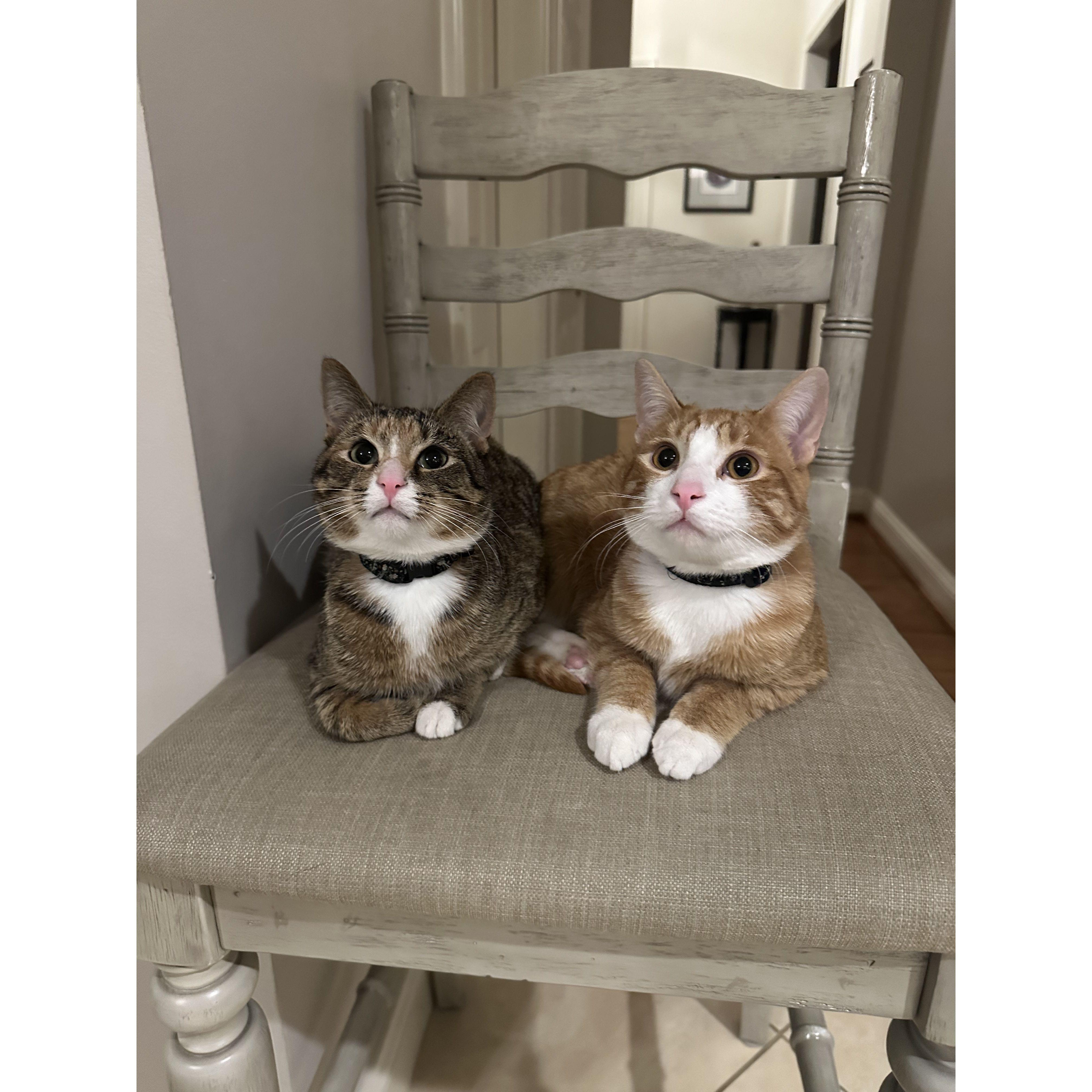 Liam and Maddie became proud cat parents in September