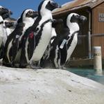 The Maryland Zoo in Baltimore