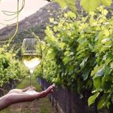 Rancho Guejito Vineyard