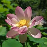 Norfolk Botanical Garden