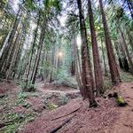 Reinhardt Redwood Regional Park