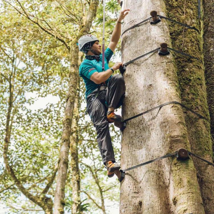 Monteverde Tree Climbing Experience