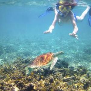 Molokini and Turtle Town Snorkeling Adventure - TripAdvisor
