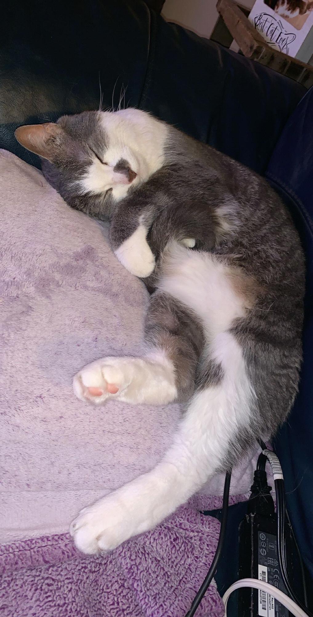 Our fur baby ❤️