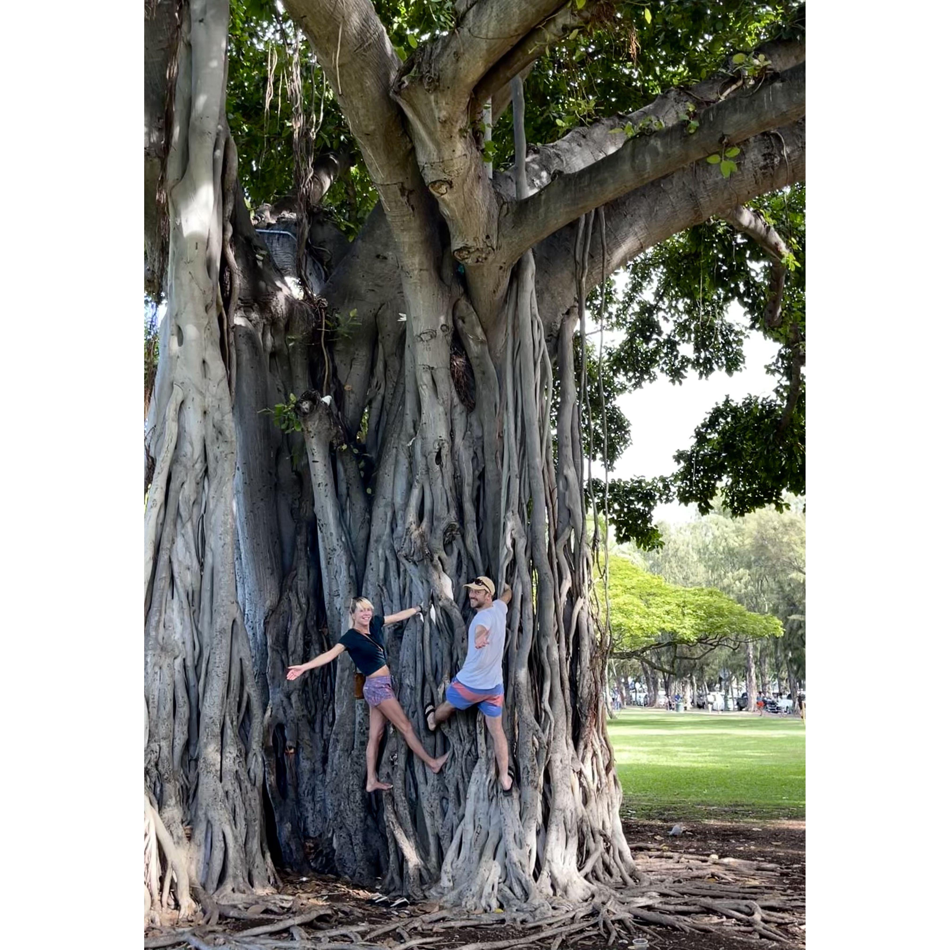 Monkey days in Hawaii