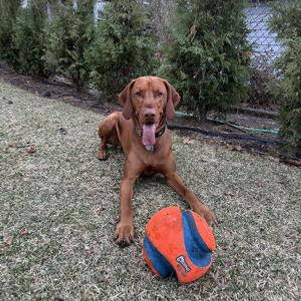 Honeymoon Dog Sitter