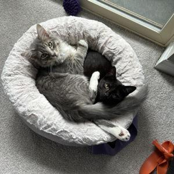Bear's and Zena's Trust Fund