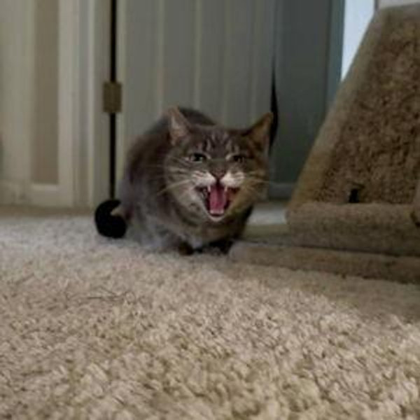 Pet-sitting Fund