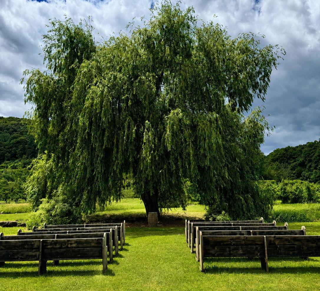 The Wedding Website of Ori Shinar and Kris Abbe