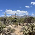 Tohono Chul | Gardens, Galleries, and Bistro