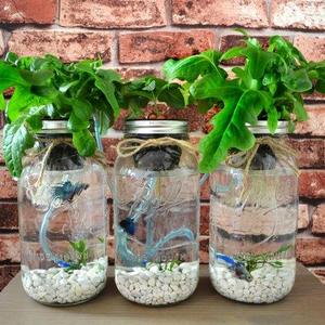 3 Mason Jar Aquaponics Kit