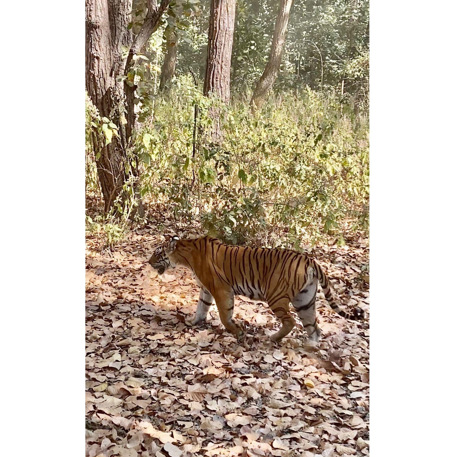 We're not in this picture, we just wanted to show you the TIGER WE SAW