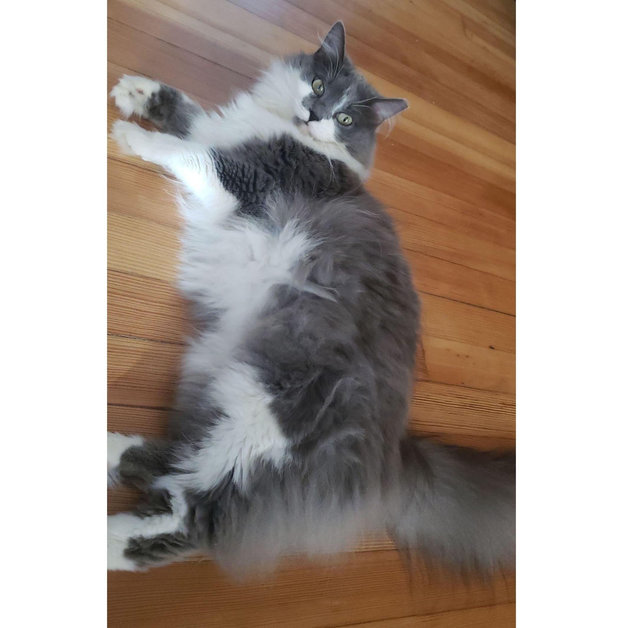 As you can see here, Vera's best feature is clearly her abundance of floof. She loves to get butt scratches & belly rubs under the right conditions.