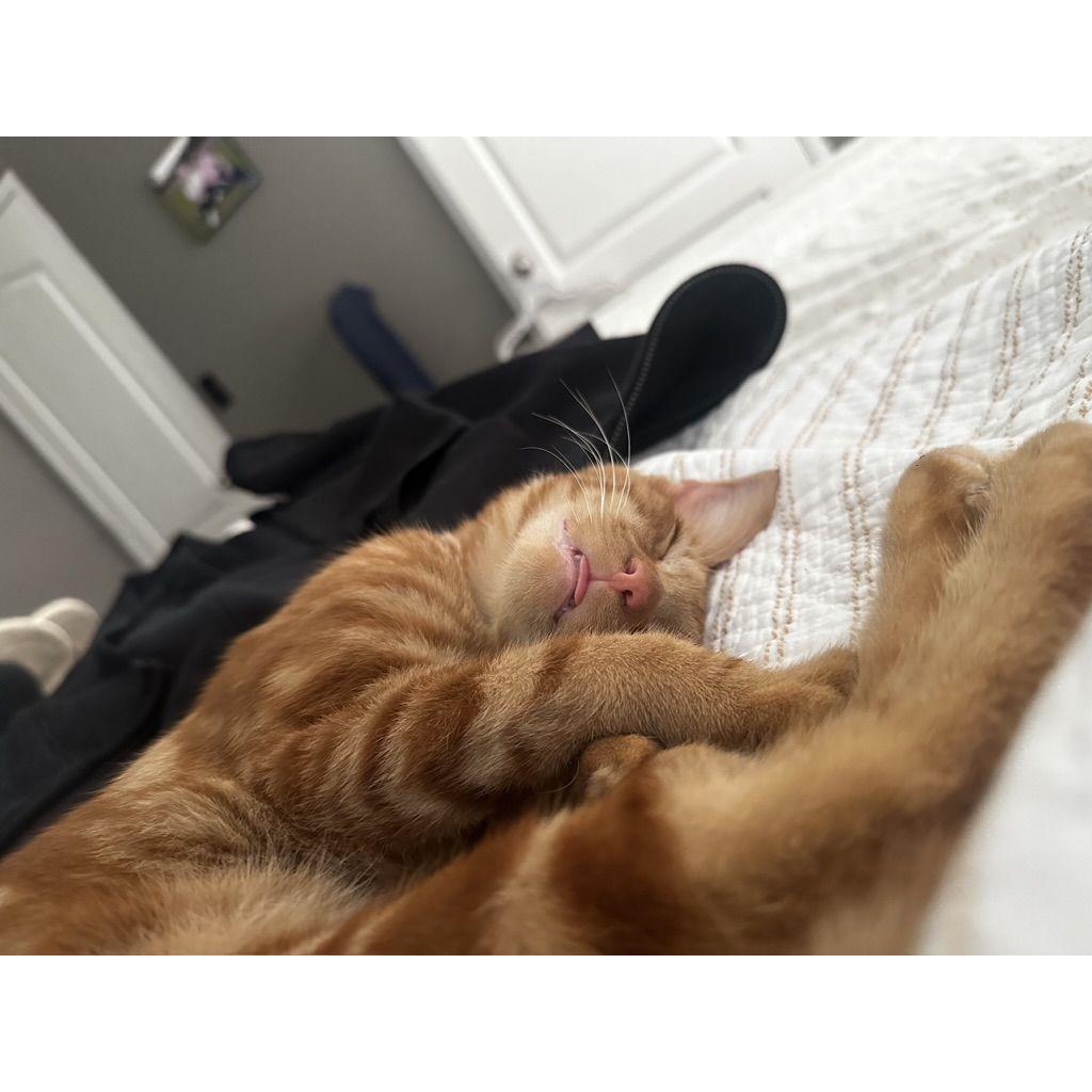 Thanks to Aubrey's dad finding a cat on a job call, the couple welcomed another fur baby in September and named him Shanks