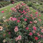 Tyler Rose Garden