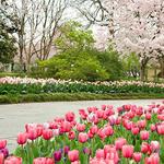 The Dallas Arboretum and Botanical Garden