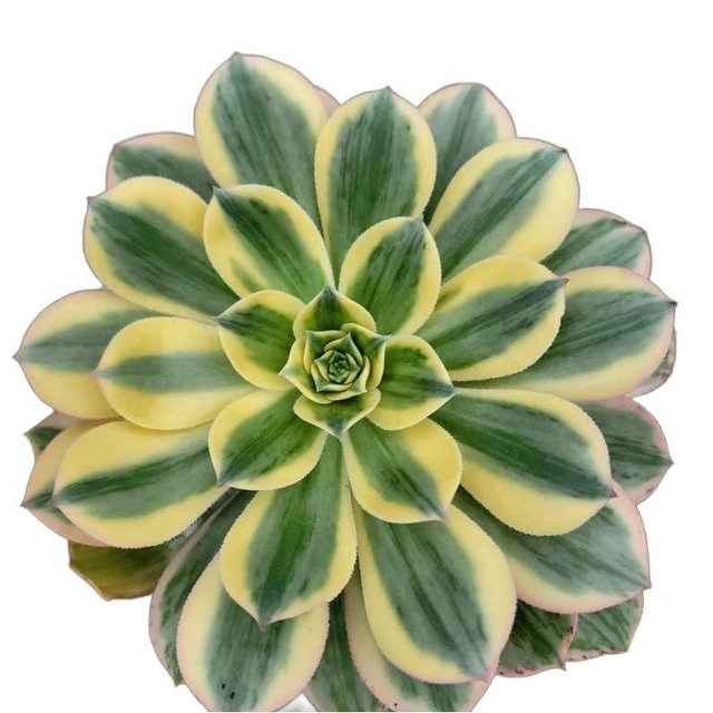 Live Succulents 4" Aeonium Sunburst Fully Rooted in Pots with Soil Mix, Succulents Plants Live, Rare House Plant for Home Office Wedding Indoor Outdoor Decoration, DIY Projects By The Succulent Cult