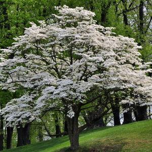 Dogwood