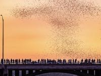Ann W. Richards Congress Avenue Bridge